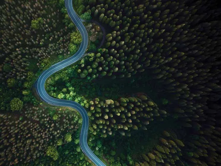 Winding road through forest